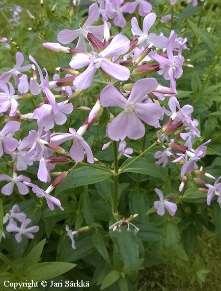 Saponaria officinalis rohtosuopayrtti